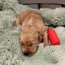 Red - Golden male Golden Retriever puppy in Lake City, Minnesota from Windcliff Goldens