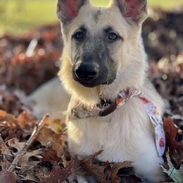 German Shepherd and White Shepherd Puppies from Scenic Creek German Shepherds