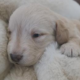 Ham - Cream male Labradoodle puppy in Centerville, Utah from Reid Wasatch Doodles