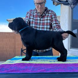 Light Blue Collar - Black female Labrador Retriever puppy in Buckeye, Arizona from Foothills Labrador Retrievers