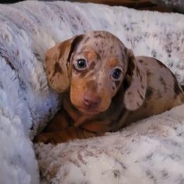 Dachshund and Great Dane Puppies from AZ's Prestigious Minature Dachshunds