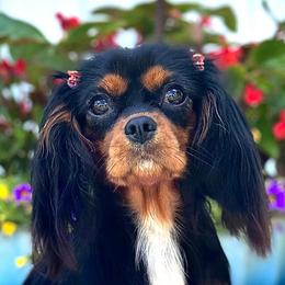 Cavalier King Charles Spaniels, Cavapoos, and Cockapoos from Hunter's Puppies