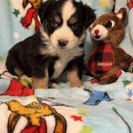 Prancer - Black tri male Miniature Australian Shepherd puppy in Corbin, Kentucky from Lightning K Kanine’s