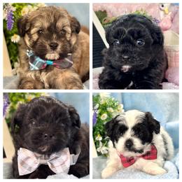 Shihpoo puppies from Mountain State Puppies
