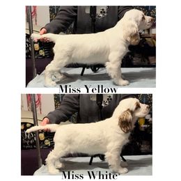 Clumber Spaniel Puppies from Lemontree Clumbers