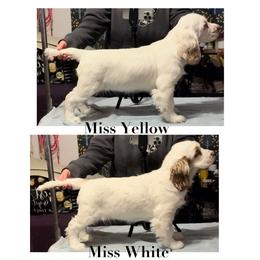 Clumber Spaniel Puppies from Lemontree Clumbers