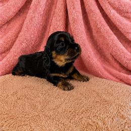 Tally - Black and tan female Dachshund puppy in Richmond, Virginia from Paw Prints