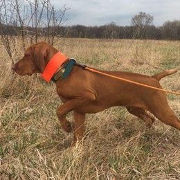 Brittany and Vizsla All Grown Up from Dzika Place Kennels