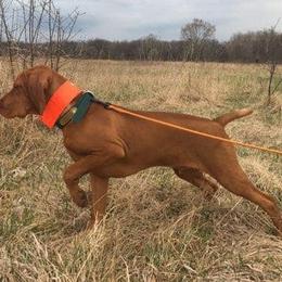 Brittany and Vizsla All Grown Up from Dzika Place Kennels