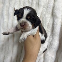 Aqua girl - Tri-Roan female English Springer Spaniel puppy in Fairfield, California from Goldridge Springers
