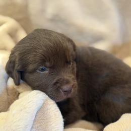 Boy 1 - male Newfoundland puppy in Brandenburg, Kentucky from Amanda's Newfoundlands