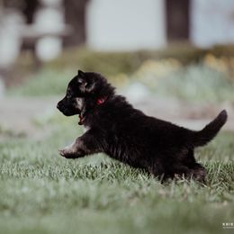 German Shepherd puppies from Fireside Fernweh
