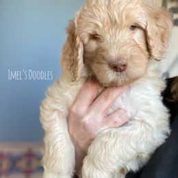 Aussiedoodles, Bernedoodles, and Goldendoodles from Imels Doodles