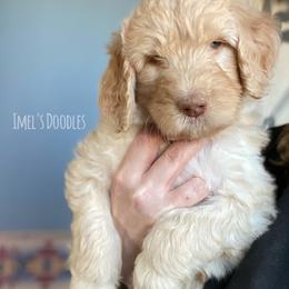 Aussiedoodles, Bernedoodles, and Goldendoodles from Imels Doodles