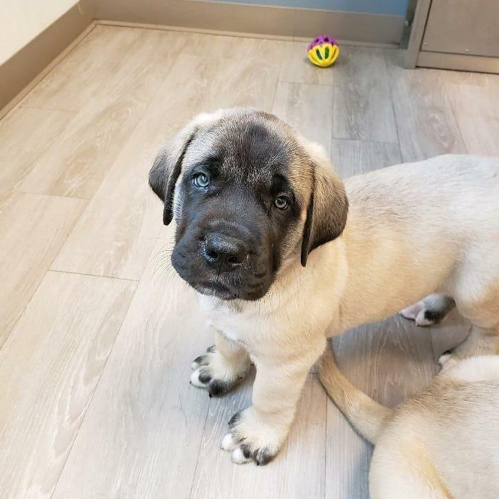 Mini Mastiff Ashber Farm in Texas | Australian Shepherd, Mastiff or Miniature ...