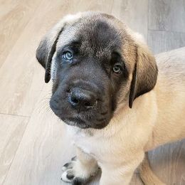 Australian Shepherds, Mastiffs, and Miniature American Shepherds from Ashber Farm