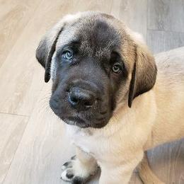 Australian Shepherds, Mastiffs, and Miniature American Shepherds from Ashber Farm