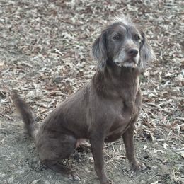Remi - Labradoodle