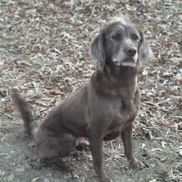 Remi - Labradoodle