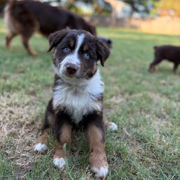 Phoenix - Red tri-color female Australian Shepherd puppy in Oklahoma City, Oklahoma from Mika’s Aussies