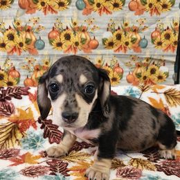 Gracie - Dapple female Dachshund puppy in Anaconda, Montana from Williams Family Dachshunds