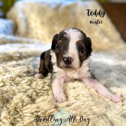 Teddy - Tri-color male Bernedoodle puppy in Valdese, North Carolina from Doodling All Day Goldendoodles