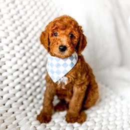 Pumbaa - Red  male Goldendoodle puppy in Springville, Utah from Happy Doodle