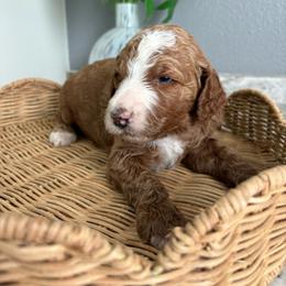 Reef - Red  male Goldendoodle puppy in Brooksville, Florida from Abby’s Standard Goldendoodles