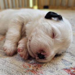 Marshal - White and badger male Great Pyrenees puppy in Tombstone, Arizona from WeVolution Off-Grid