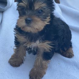Girl 1 - Blue and gold female Yorkshire Terrier puppy in San Diego, California from Dearinger San Diego Yorkies