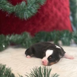 A - Black tri male Toy Australian Shepherd puppy in Killen, Alabama from Wilkers Wholehearted Mini Aussies
