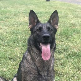 Xarra - German Shepherd