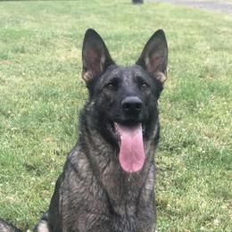 Xarra - German Shepherd