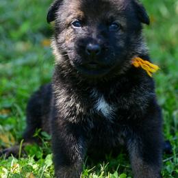 Orange girl - Sable female German Shepherd puppy in Clarkrange, Tennessee from Vom Wolff