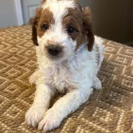 Dark green collar boy - Parti male Goldendoodle puppy in Vian, Oklahoma from Dog Days Doodles