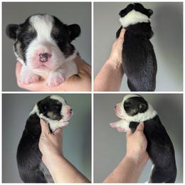 Farfalle - Black and white female Cardigan Welsh Corgi puppy in Garrett, Indiana from Chloe's Colorful Corgis