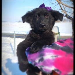 Lucy - Black female German Shepherd puppy in Fort Jennings, Ohio from Von Holtzapple German shepherds