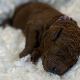 Cumin - Red  male Poodle puppy in Jensen Beach, Florida from Pineapple Poodles