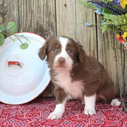 Willie - Red Miniature Australian Shepherd puppy in Yale, Oklahoma from CTM Toy & Mini Aussies