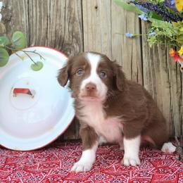Willie - Red Miniature Australian Shepherd puppy in Yale, Oklahoma from CTM Toy & Mini Aussies