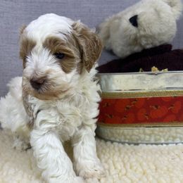 Petite Party - Parti male Goldendoodle puppy in Boaz, Alabama from Doodles All Day