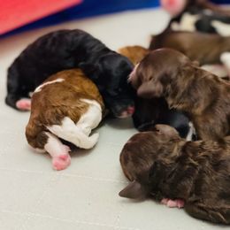 Westin - Black and white Aussiedoodle puppy in Albertville, Alabama from Home Sweet Home Doodles LLC