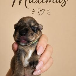 Maximus - Salt and pepper male Miniature Schnauzer puppy in Westminster, Colorado from Happy Schnauzer