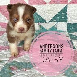 Daisy - Red tri female Miniature Australian Shepherd puppy in Kettle Falls, Washington from Ellie's Miniature Australian Shepherds