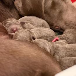 Silver girl 2 - Silver female Dilute Retriever puppy in Grants Pass, Oregon from KnR Antler Dogs