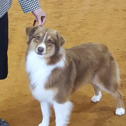 Landree - Australian Shepherd