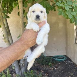 Golden Retriever Puppies from Michelle‘s English cream golden retrievers
