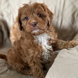 Boy 1 - Apricot male Cavapoo puppy in Yacolt, Washington from Olga's Cavapoo