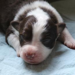 Boy 3 - Red tri-color male Miniature American Shepherd puppy in Tiskilwa, Illinois from First Harmony Farms
