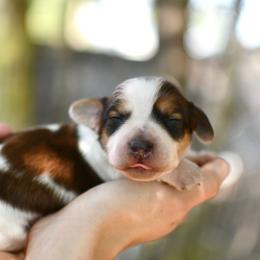 Pecan Pie - Piebald male Dachshund puppy in Youngstown, Florida from Paradox Dachshunds